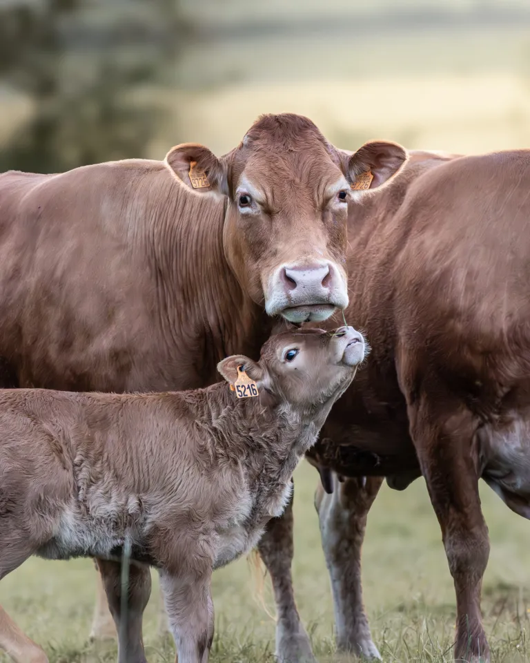 adobestock 958622009 scaled