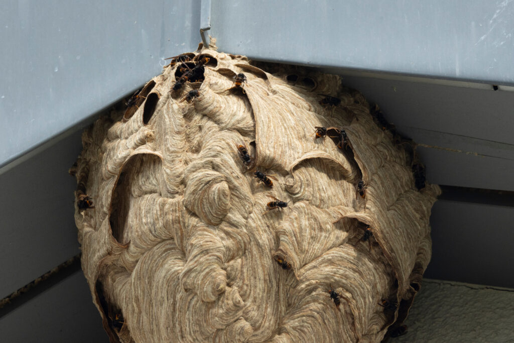 nest der asiatischen hornisse (vespa velutina)