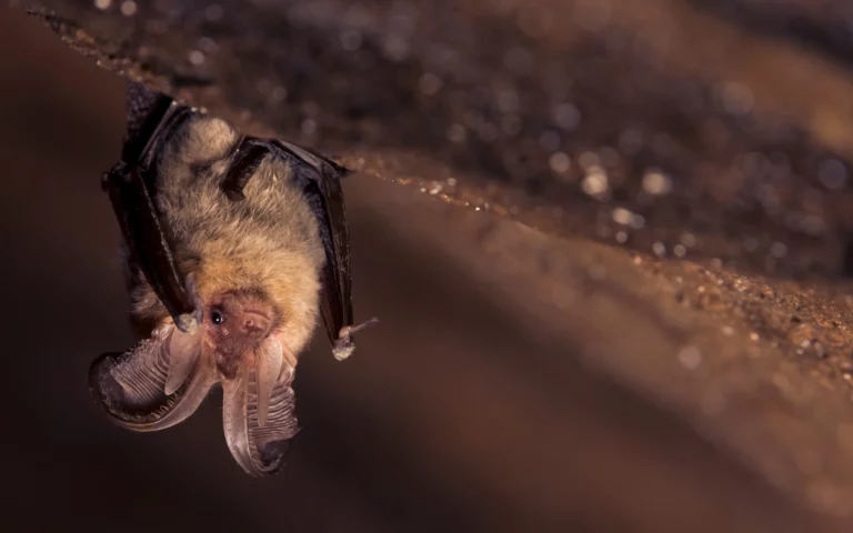 chauve souris