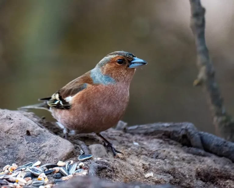 dfa18911 6aa4 4b7e 8c00 35899801d5fc juergen57bs chaffinch 94949791280